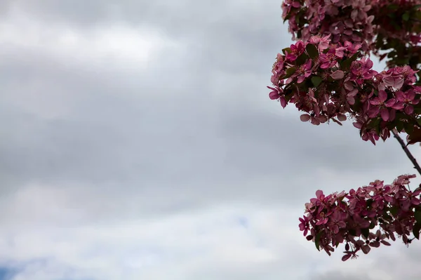 Crostaceo Giapponese Fiore Con Cielo Nuvoloso Luminoso Come Sfondo — Foto Stock