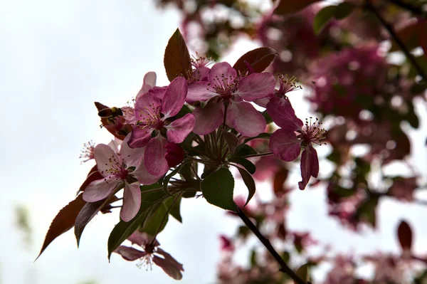 Ιαπωνικό Crabapple Άνθιση Φόντο Ένα Συννεφιασμένο Και Φωτεινό Ουρανό — Φωτογραφία Αρχείου