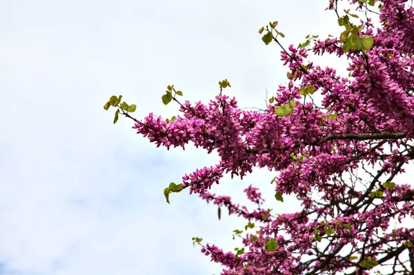 Crostaceo Giapponese Fiore Con Cielo Nuvoloso Luminoso Come Sfondo — Foto Stock