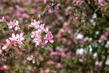 Çiçek açmış Japon yaban elması dalları