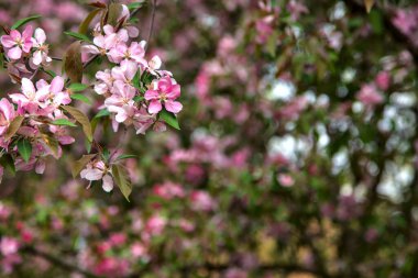 Çiçek açmış Japon yaban elması dalları