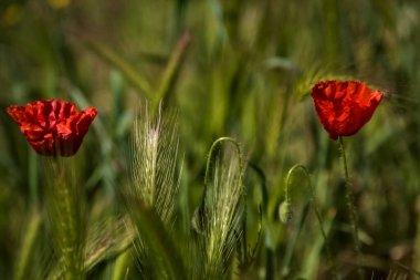 Otların arasında açan gelincikler ve tarladaki tilki kuyruğu kulaklar.