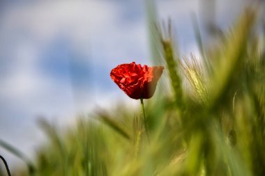 Otların arasında açan gelincikler ve tarladaki tilki kuyruğu kulaklar.