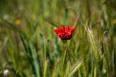 Otların arasında açan gelincikler ve tarladaki tilki kuyruğu kulaklar.