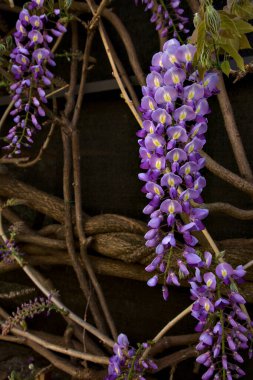 Siyah bir arka planda çiçek açan salkım.