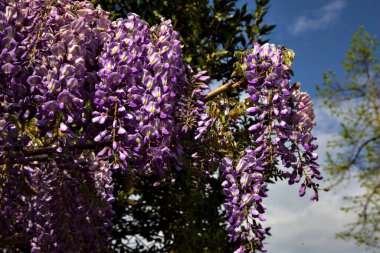 Wisteria in bloom with the sky in the background