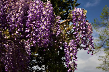 Wisteria in bloom with the sky in the background