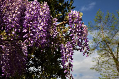 Wisteria in bloom with the sky in the background