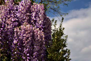 Wisteria in bloom with the sky in the background