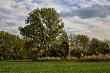 Abandoned house surrounded by bushes and a tree seen from the distance in the italian countryside in spring