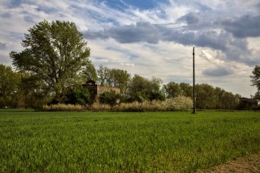 Abandoned house surrounded by bushes and a tree seen from the distance in the italian countryside in spring