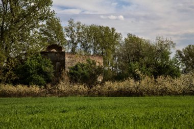 Abandoned house surrounded by bushes and a tree seen from the distance in the italian countryside in spring