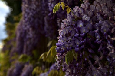 Çiçek açmış salkımlar yakından görülüyor.