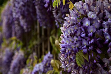 Çiçek açmış salkımlar yakından görülüyor.