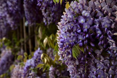Çiçek açmış salkımlar yakından görülüyor.