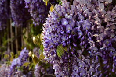 Çiçek açmış salkımlar yakından görülüyor.