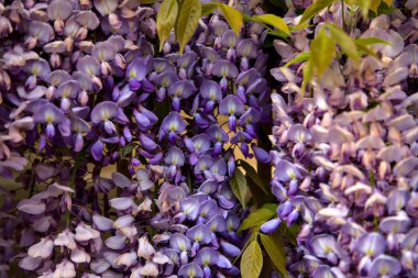 Çiçek açmış salkımlar yakından görülüyor.