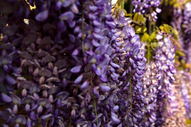 Çiçek açmış salkımlar yakından görülüyor.