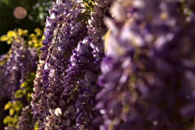 Çiçek açmış salkımlar yakından görülüyor.