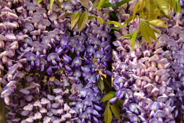 Çiçek açmış salkımlar yakından görülüyor.