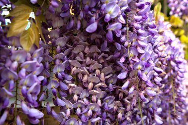 Çiçek açmış salkımlar yakından görülüyor.