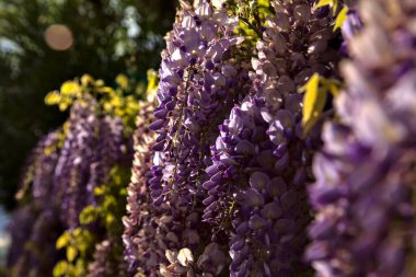 Çiçek açmış salkımlar yakından görülüyor.