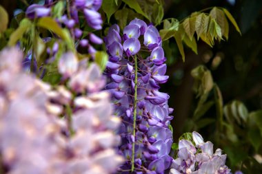 Çiçek açmış salkımlar yakından görülüyor.