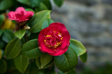 Red camelia flower on its branch with leaves seen up close