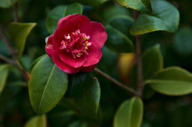 Red camelia flower on its branch with leaves seen up close