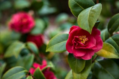 Red camelia flower on its branch with leaves seen up close