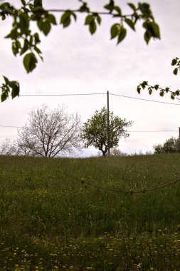 Tree in a field on a cloudy day in the italian countryside
