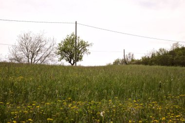 Tree in a field on a cloudy day in the italian countryside