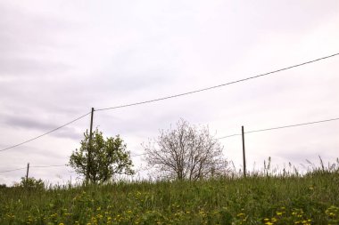 Tree in a field on a cloudy day in the italian countryside
