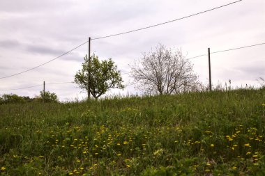 Tree in a field on a cloudy day in the italian countryside