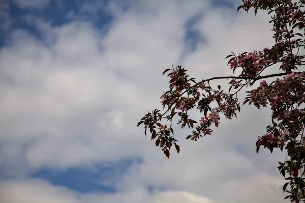 Japonský Kraby Květu Oblačným Jasným Nebem Jako Pozadí — Stock fotografie