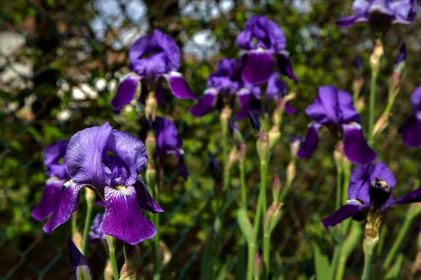 近くで見られる咲きの青い虹彩 — ストック写真