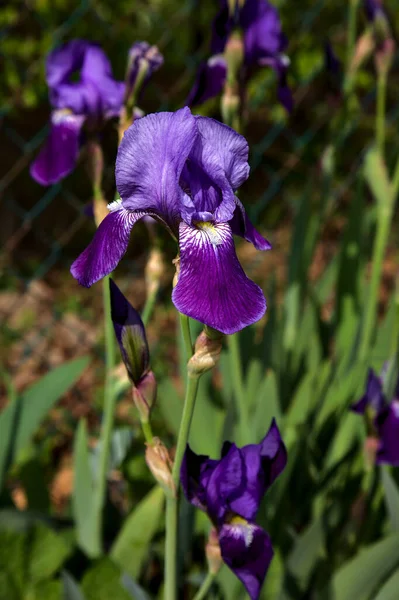 Iris Azules Flor Vistos Cerca —  Fotos de Stock