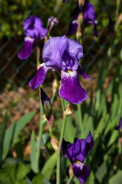 Blue Irises Bloom Seen Close — Stok Foto