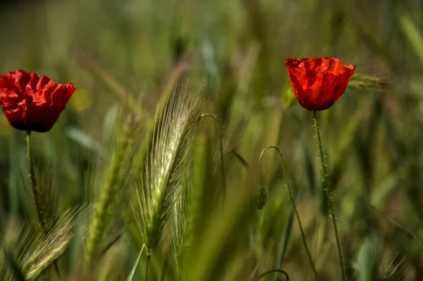 Poppies Bloom Grass Foxtail Ears Field — Stock Photo, Image