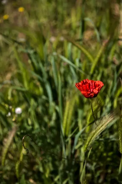 Virágzó Pipacsok Rókafül Között Mezőn — Stock Fotó