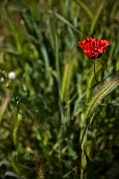 Маки Цвітіння Серед Трави Вуха Лисиці Полі — стокове фото