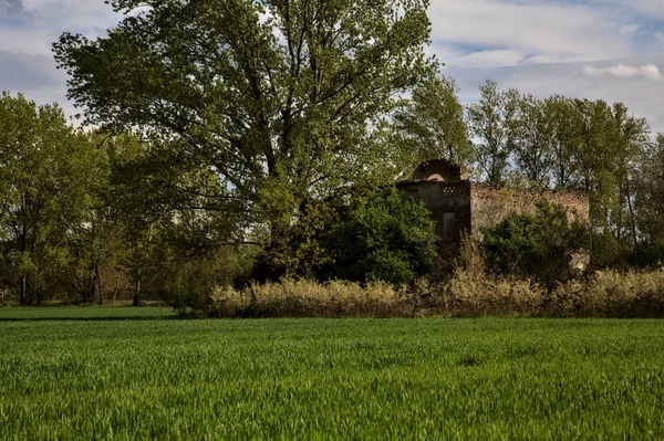 Abandoned house surrounded by bushes and a tree seen from the distance in the italian countryside in spring