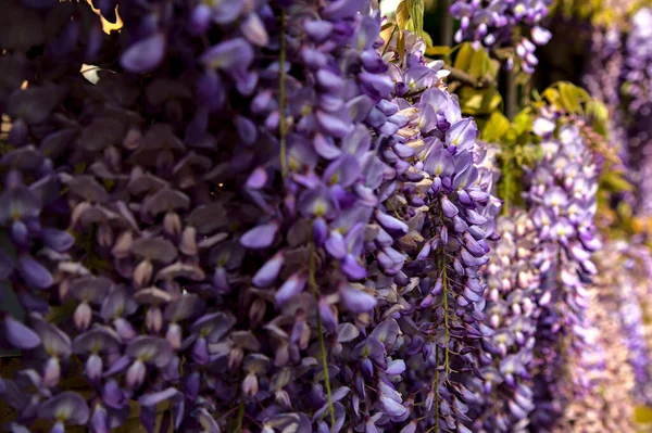 Çiçek açmış salkımlar yakından görülüyor.