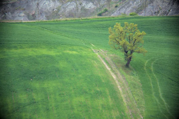 Feldweg Hang Mit Einem Baum Rand — Stockfoto