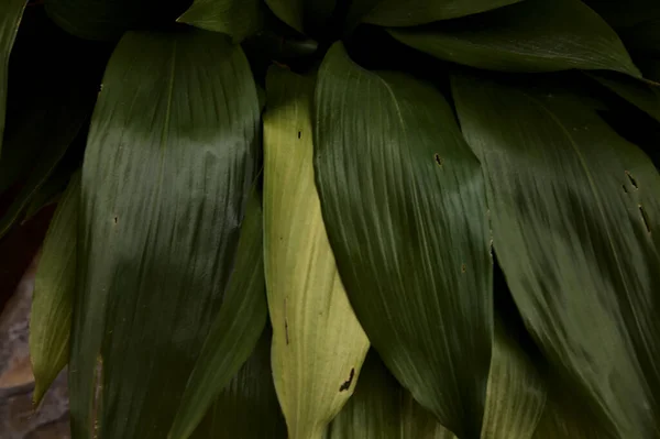 Cast Iron Plant Closeup Its Leaves — 스톡 사진