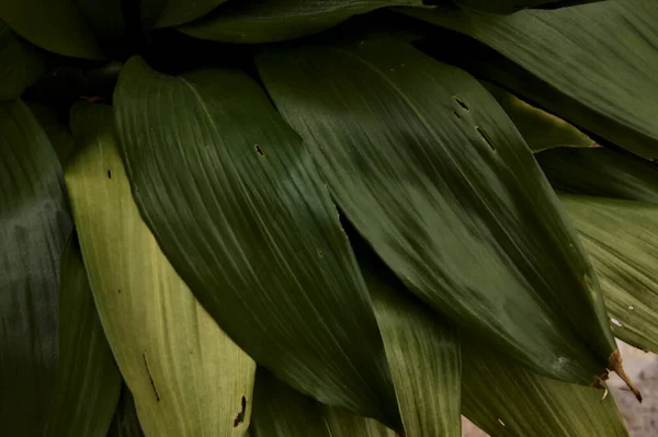 Cast Iron Plant Closeup Its Leaves — 스톡 사진