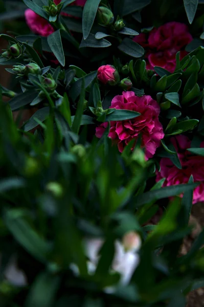 Carnations Different Colors Leaves Seen Close — Stock Fotó