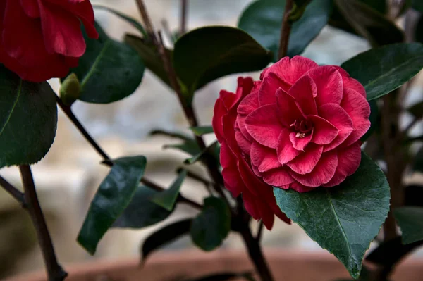 Rote Kamelienblüte Auf Ihrem Zweig Mit Blättern Aus Der Nähe — Stockfoto