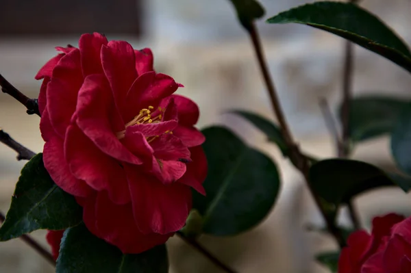 Rote Kamelienblüte Auf Ihrem Zweig Mit Blättern Aus Der Nähe — Stockfoto