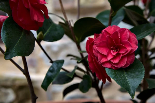 Rote Kamelienblüte Auf Ihrem Zweig Mit Blättern Aus Der Nähe — Stockfoto